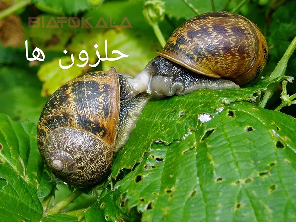 حلزون و افات انگور